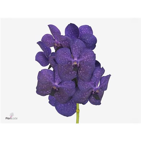 Vanda Chitaah Citron c3370