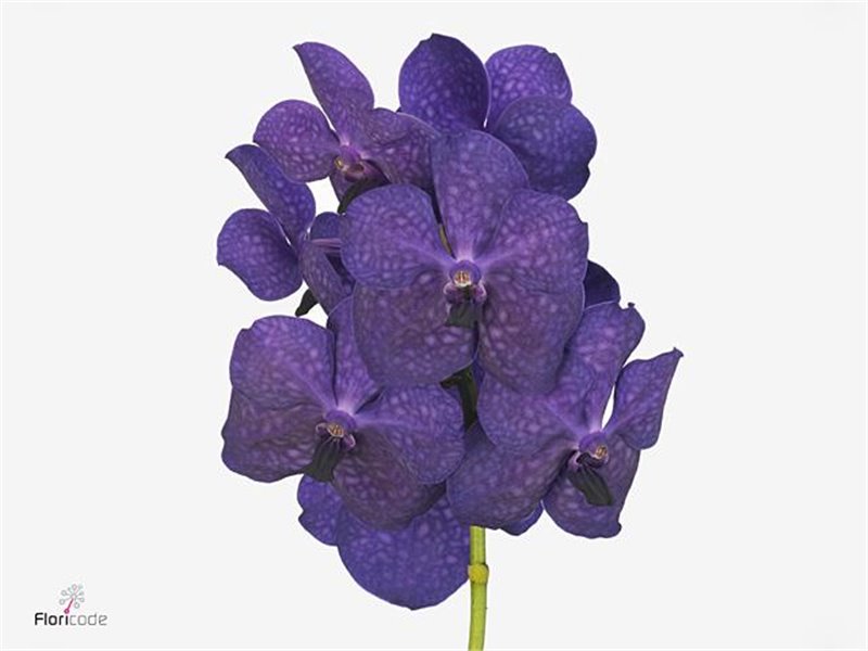 Vanda Deep Blue c3371