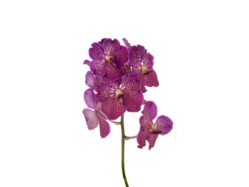 Vanda Deep Blush c3372
