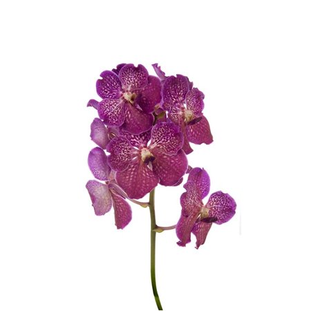 Vanda Deep Blush c3372