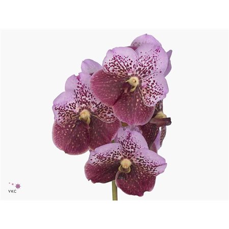 Vanda Deep Blush c3373