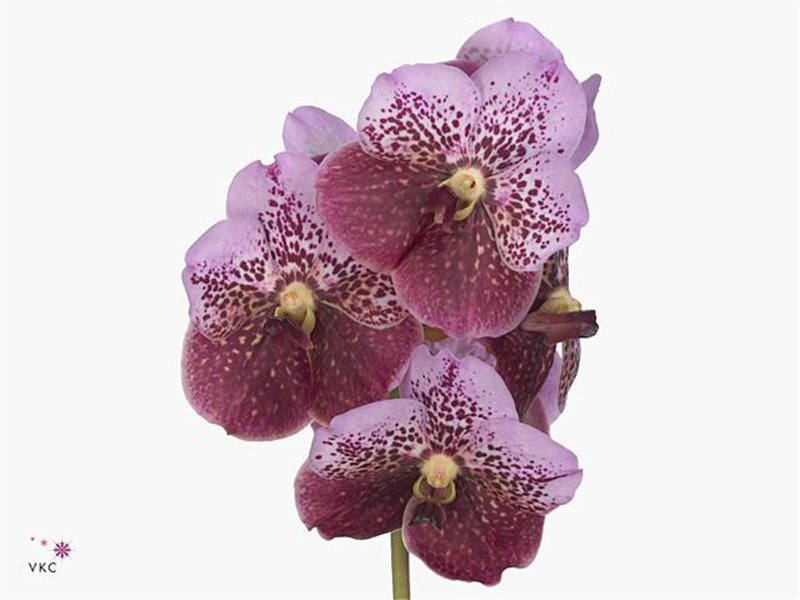 Vanda Divana Pink And Mahogany c3374