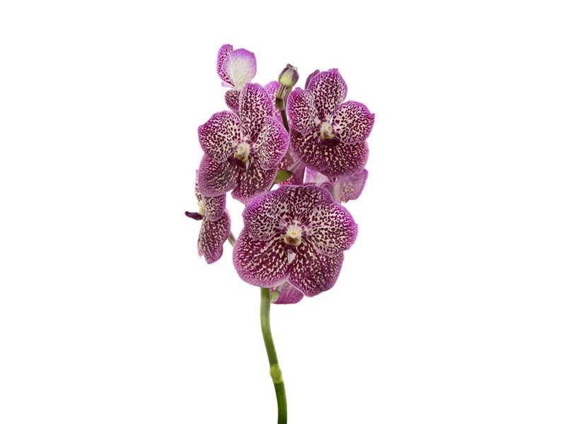 Vanda French Rose Spot c3375
