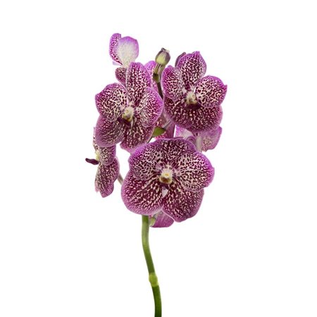Vanda French Rose Spot c3375