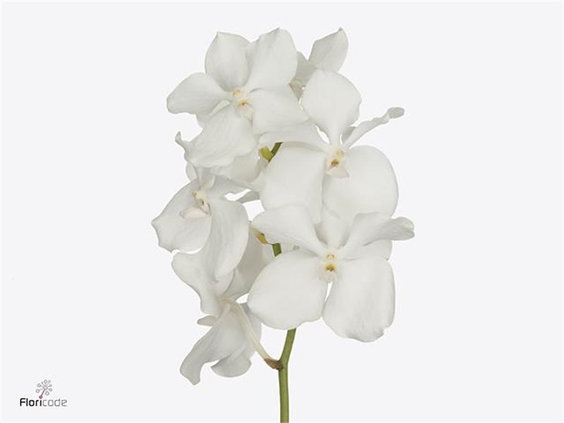 Vanda Kan Magic Pink c3377