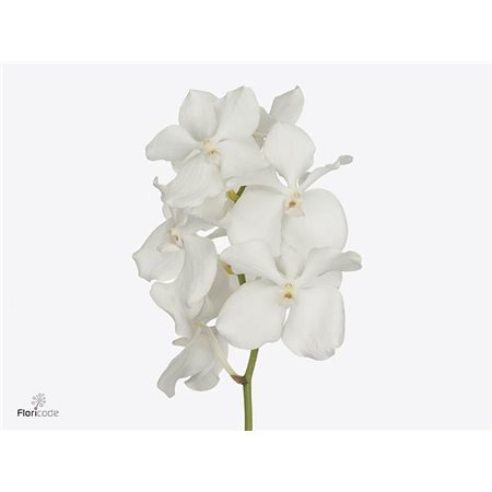 Vanda Kan Magic Pink c3377