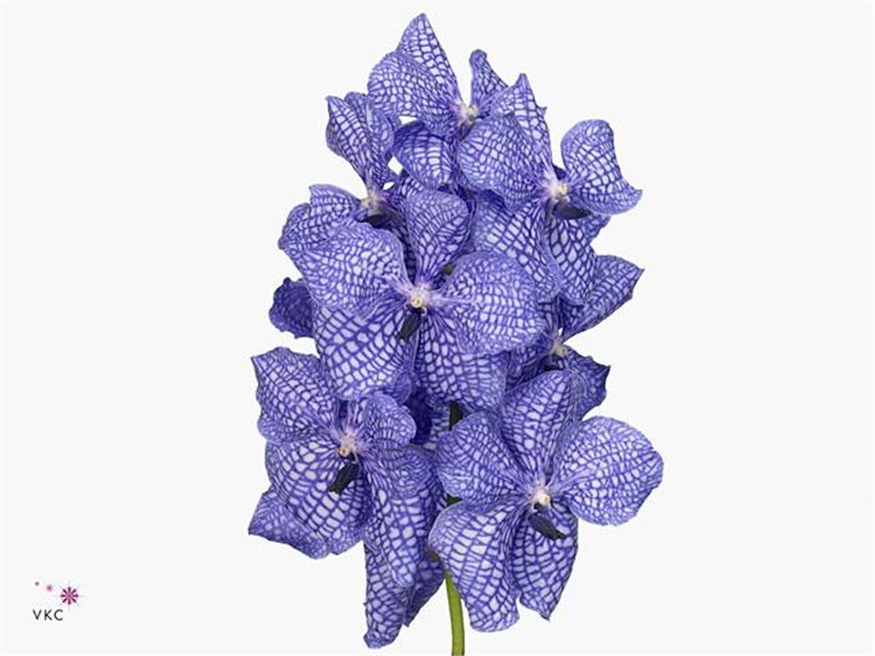 Vanda Kanchana Ansu No.1 c3378