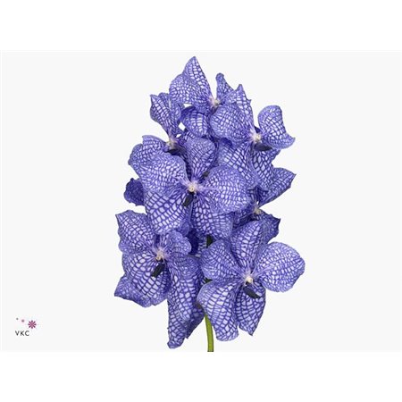 Vanda Kanchana Ansu No.1 c3378