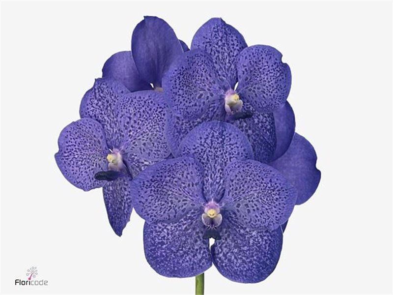 Vanda Kanchana Delft Blue c3379