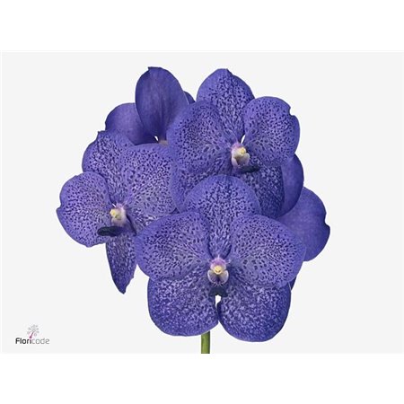 Vanda Kanchana Delft Blue c3379