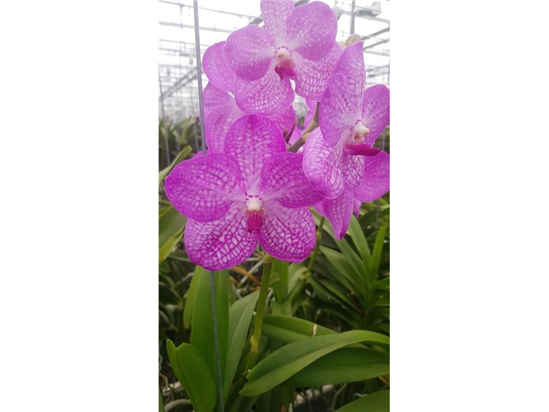 Vanda Lavender Sprinkles c3380