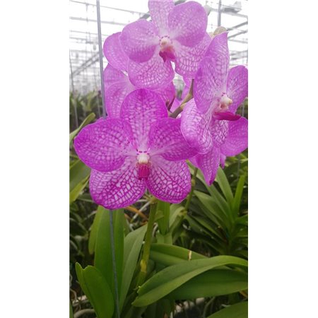 Vanda Lavender Sprinkles c3380