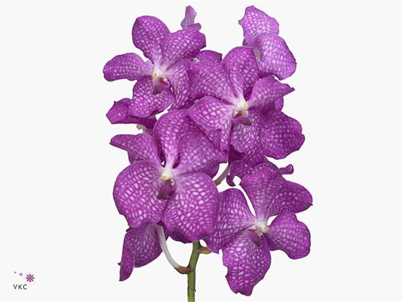 Vanda Magic Pink c3381