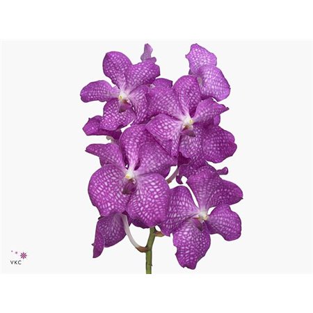 Vanda Magic Pink c3381