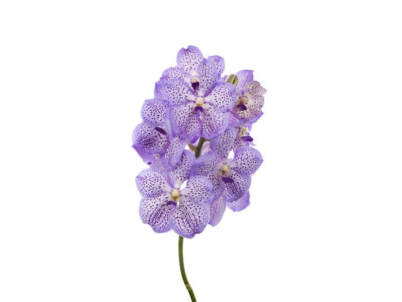 Vanda Mauve Spot 755 c3382