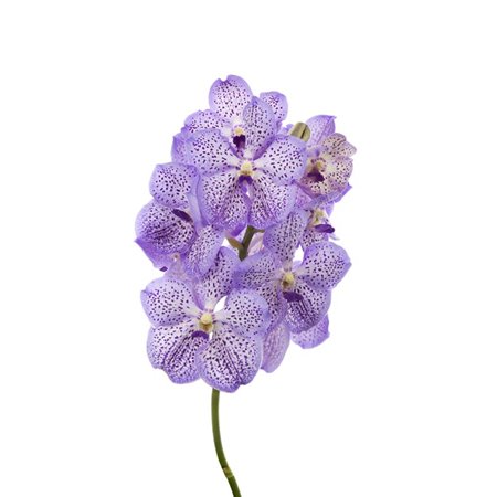 Vanda Mauve Spot 755 c3382