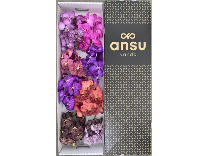 Vanda Mixed X8 c3383