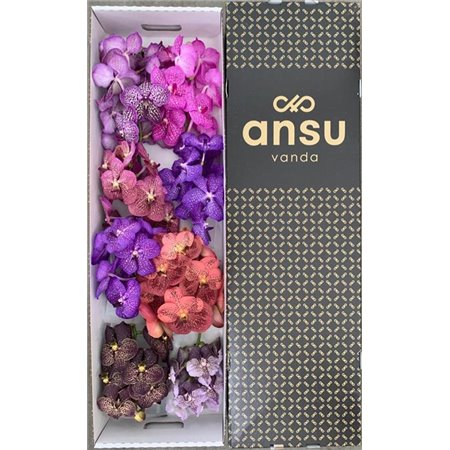 Vanda Mixed X8 c3383