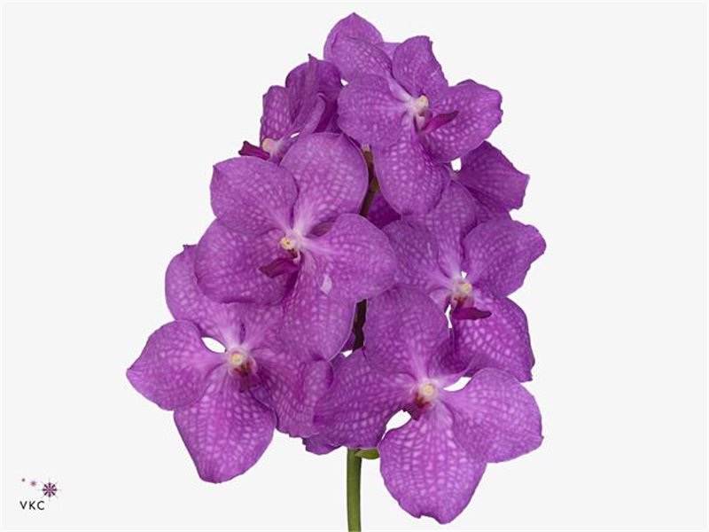 Vanda Nitaya Candy Pink c3384