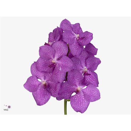 Vanda Nitaya Candy Pink c3384