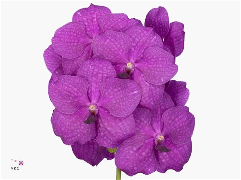 Vanda Nitaya Hot Magenta c3385