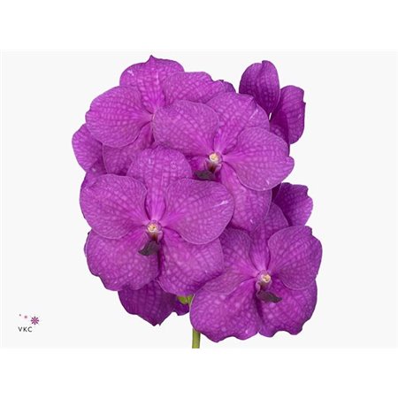 Vanda Nitaya Hot Magenta c3385