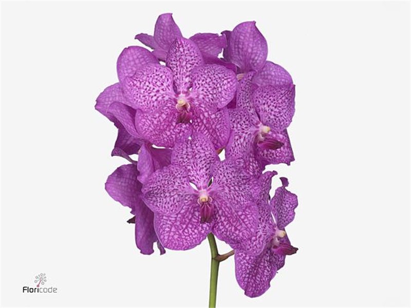 Vanda Nitaya Rosy c3386