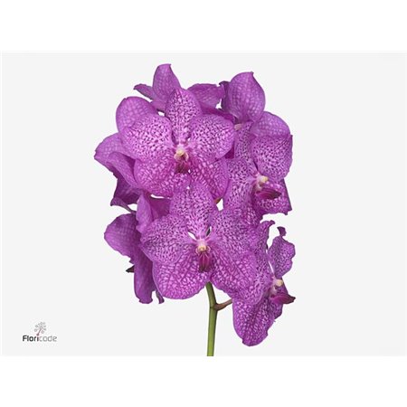 Vanda Nitaya Rosy c3386