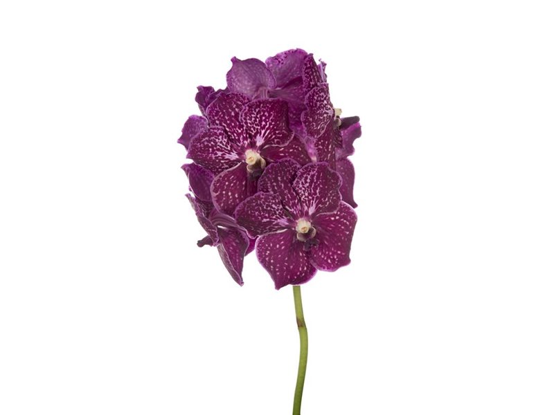 Vanda Nitaya Ruby Love c3387