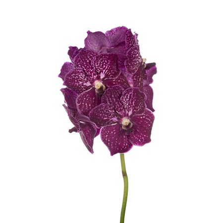 Vanda Nitaya Ruby Love c3387