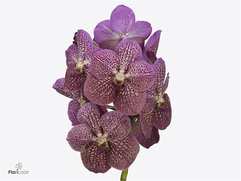 Vanda Nitaya Tropical Punch c3388