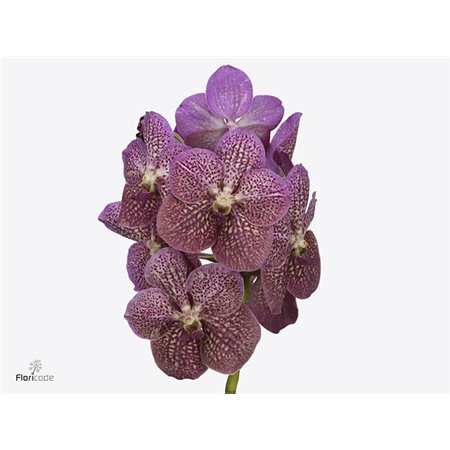 Vanda Nitaya Tropical Punch c3388
