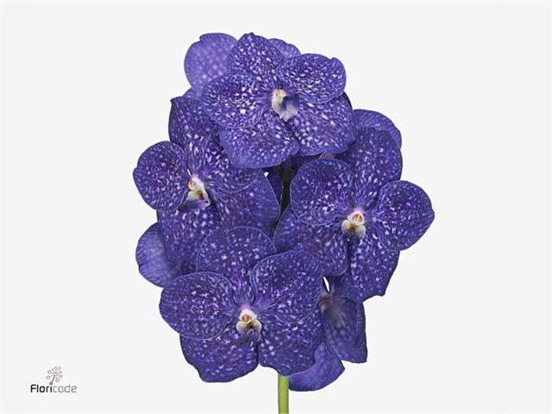 Vanda Nitaya Tweed Blue c3389