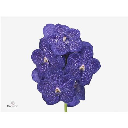 Vanda Nitaya Tweed Blue c3389