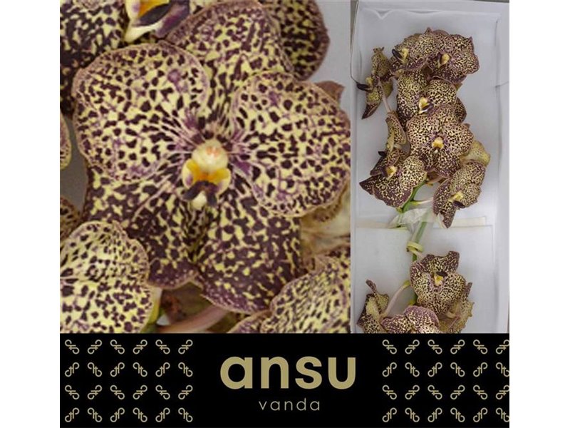 Vanda Ocelot Mocha c3390