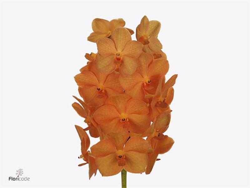 Vanda Ocelot Mocha c3391