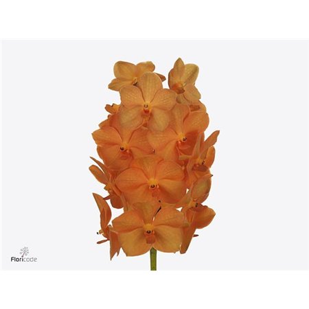 Vanda Princess Orange c3392