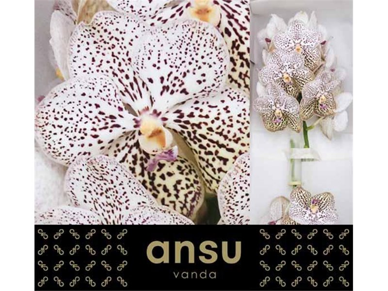 Vanda Purple Confetti c3393