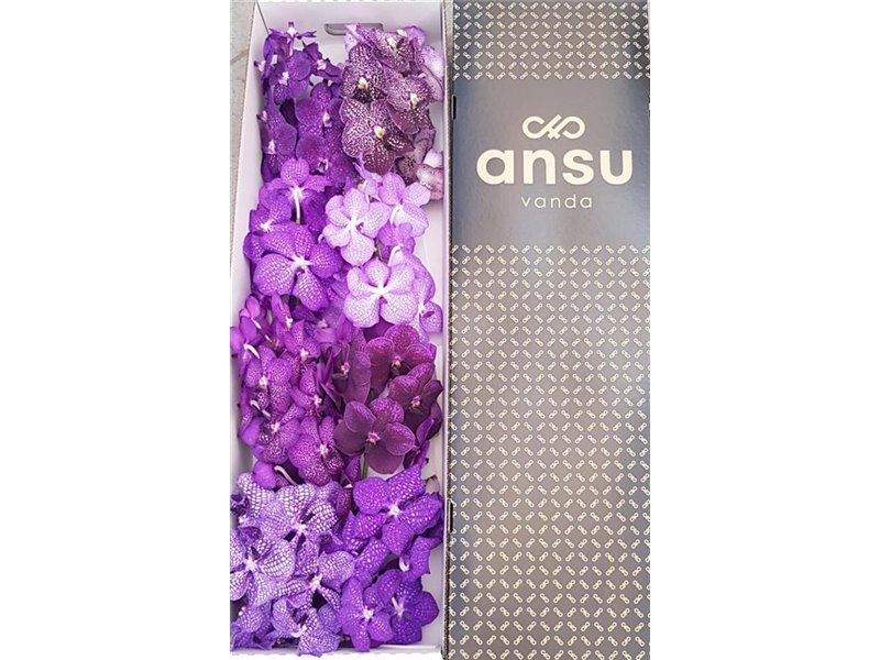 Vanda Purple Mixed X8 c3394