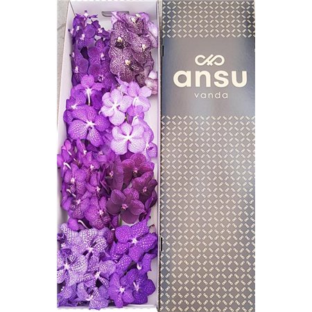 Vanda Purple Mixed X8 c3394