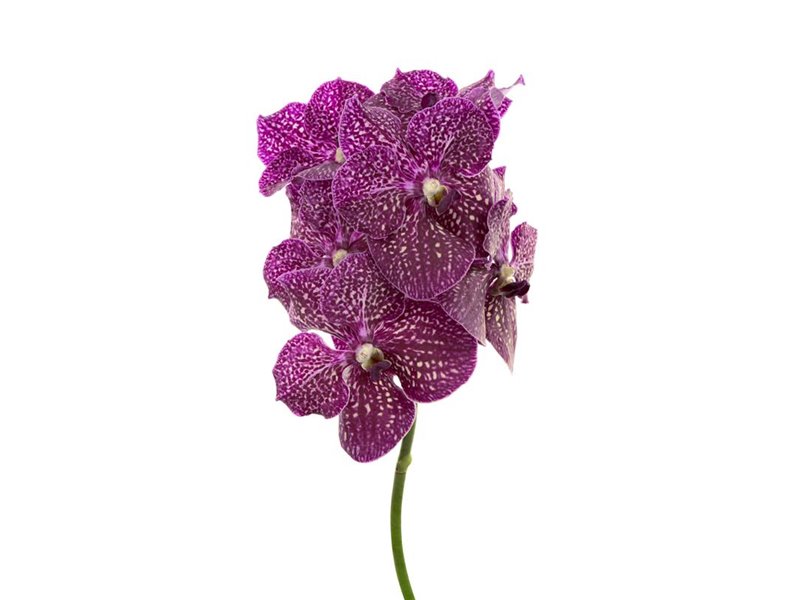 Vanda Purple Red 600 c3395