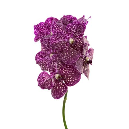 Vanda Purple Red 600 c3395