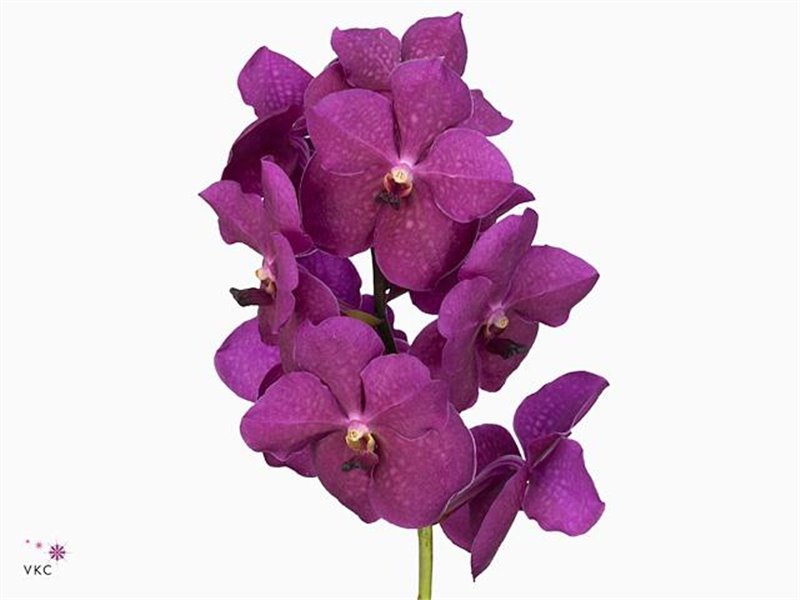 Vanda Rasberry Cerise c3396
