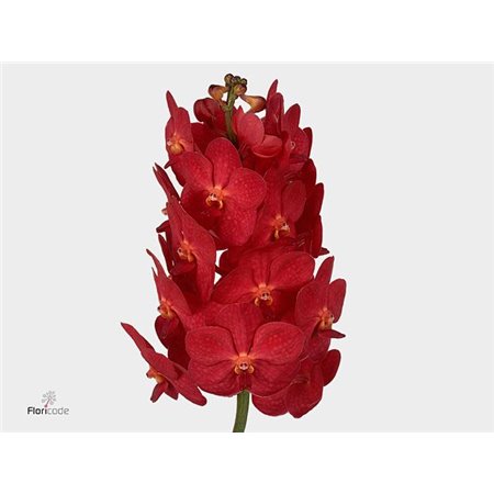 Vanda Red Magic c3397