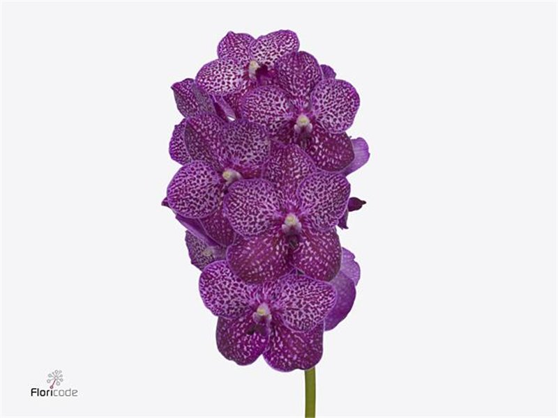 Vanda Ruby Pink c3399