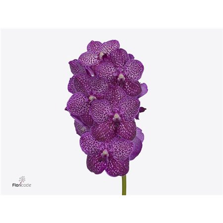 Vanda Ruby Pink c3399