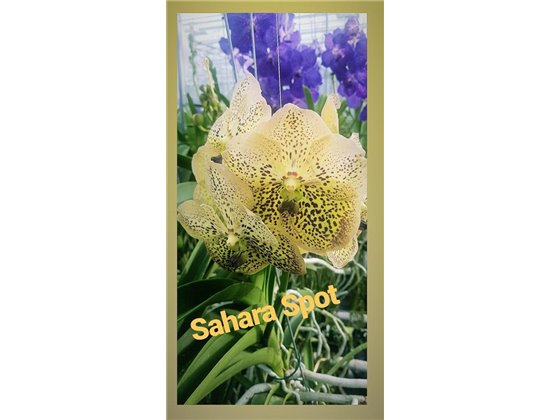 Vanda Sahara Spots c3400