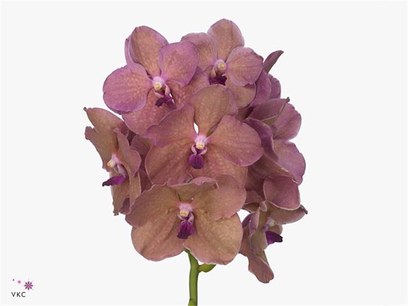 Vanda Sahara Spots c3401