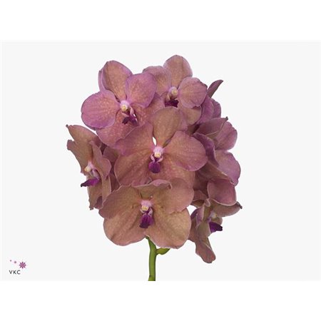 Vanda Sahara Spots c3401