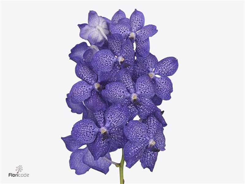 Vanda Sunanda Blueberry Smoothie c3402